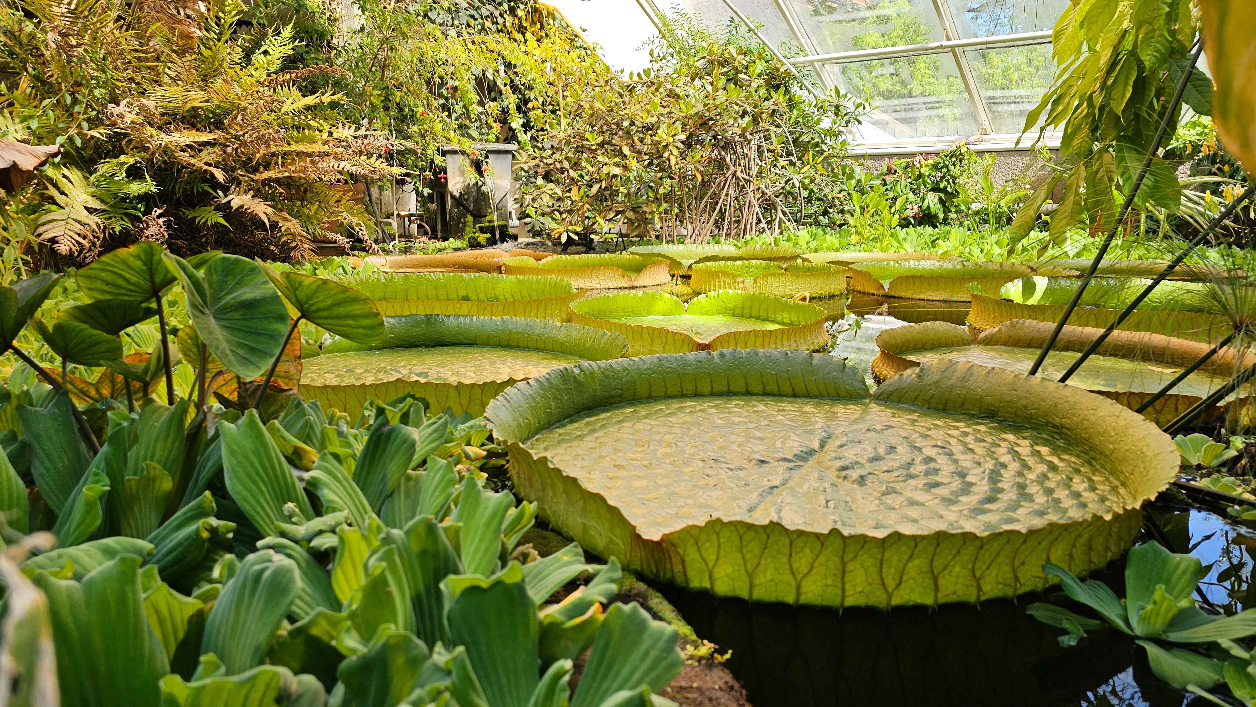 🌳 오슬로 식물원 (보타니스크 하게)